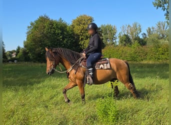 Weitere Ponys/Kleinpferde, Wallach, 8 Jahre, 145 cm, Falbe