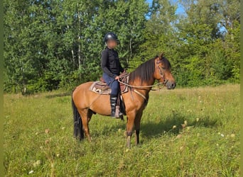 Weitere Ponys/Kleinpferde, Wallach, 8 Jahre, 145 cm, Falbe