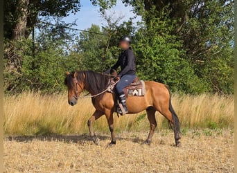 Weitere Ponys/Kleinpferde, Wallach, 8 Jahre, 145 cm, Falbe