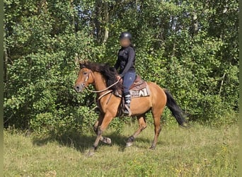 Weitere Ponys/Kleinpferde, Wallach, 8 Jahre, 145 cm, Falbe