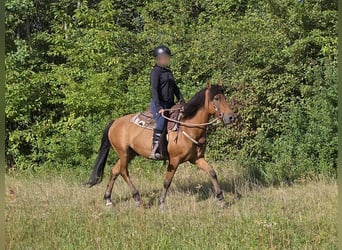Weitere Ponys/Kleinpferde, Wallach, 8 Jahre, 145 cm, Falbe