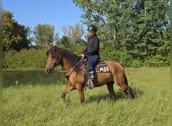 Weitere Ponys/Kleinpferde, Wallach, 8 Jahre, 145 cm, Falbe