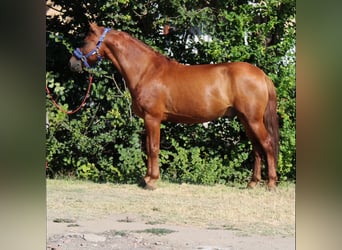 Weitere Ponys/Kleinpferde, Wallach, 8 Jahre, 145 cm, Fuchs