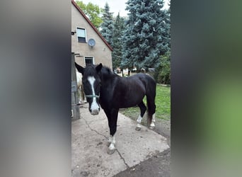 Weitere Ponys/Kleinpferde, Wallach, 8 Jahre, 146 cm, Rappe