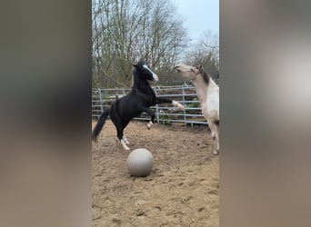 Weitere Ponys/Kleinpferde, Wallach, 8 Jahre, 146 cm, Rappe