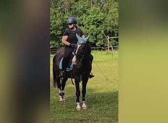 Weitere Ponys/Kleinpferde, Wallach, 8 Jahre, 146 cm, Rappe