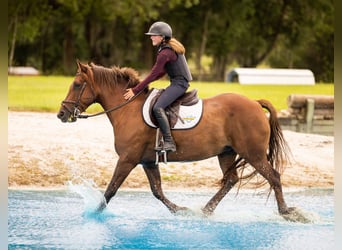 Weitere Ponys/Kleinpferde, Wallach, 8 Jahre, 147 cm, Rotfuchs
