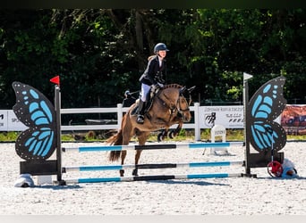 Weitere Ponys/Kleinpferde, Wallach, 8 Jahre, 148 cm, Fuchs