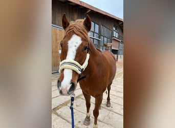 Weitere Ponys/Kleinpferde, Wallach, 8 Jahre, 150 cm, Fuchs