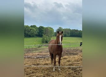 Weitere Ponys/Kleinpferde, Wallach, 8 Jahre, 150 cm, Fuchs
