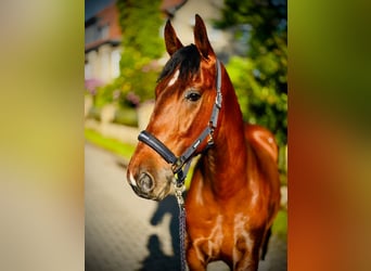 Weitere Ponys/Kleinpferde Mix, Wallach, 8 Jahre, 152 cm, Brauner
