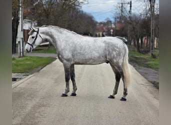 Weitere Ponys/Kleinpferde, Wallach, 8 Jahre, 153 cm, Apfelschimmel