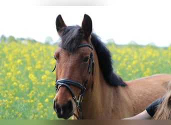 Weitere Ponys/Kleinpferde, Wallach, 8 Jahre, 153 cm, Brauner