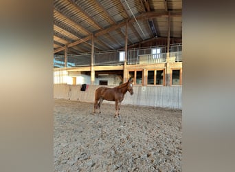 Weitere Ponys/Kleinpferde Mix, Wallach, 8 Jahre, 153 cm, Fuchs