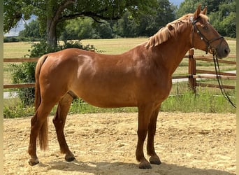 Weitere Ponys/Kleinpferde, Wallach, 8 Jahre, 155 cm, Fuchs