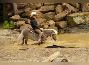 Weitere Ponys/Kleinpferde, Wallach, 8 Jahre, 79 cm