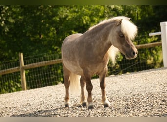 Weitere Ponys/Kleinpferde, Wallach, 8 Jahre, 79 cm