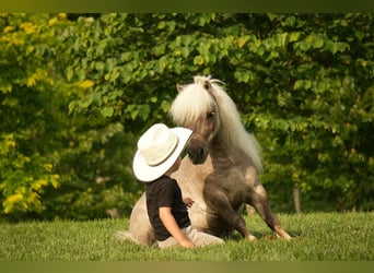 Weitere Ponys/Kleinpferde, Wallach, 8 Jahre, 79 cm