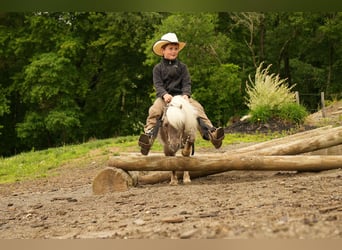 Weitere Ponys/Kleinpferde, Wallach, 8 Jahre, 79 cm
