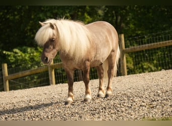Weitere Ponys/Kleinpferde, Wallach, 8 Jahre, 79 cm