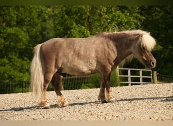 Weitere Ponys/Kleinpferde, Wallach, 8 Jahre, 79 cm
