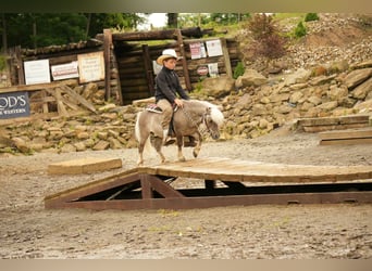 Weitere Ponys/Kleinpferde, Wallach, 8 Jahre, 79 cm