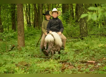 Weitere Ponys/Kleinpferde, Wallach, 8 Jahre, 79 cm