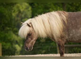 Weitere Ponys/Kleinpferde, Wallach, 8 Jahre, 79 cm