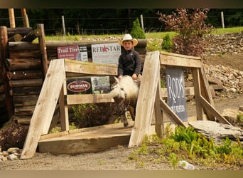 Weitere Ponys/Kleinpferde, Wallach, 8 Jahre, 79 cm