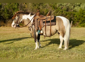 Weitere Ponys/Kleinpferde, Wallach, 8 Jahre, 84 cm, Schecke