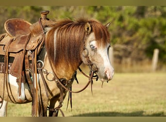 Weitere Ponys/Kleinpferde, Wallach, 8 Jahre, 84 cm, Schecke