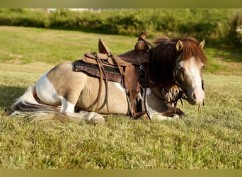 Weitere Ponys/Kleinpferde, Wallach, 8 Jahre, 84 cm, Schecke