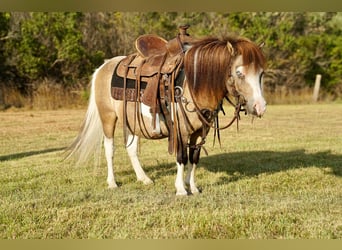 Weitere Ponys/Kleinpferde, Wallach, 8 Jahre, 84 cm, Schecke