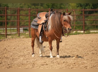 Weitere Ponys/Kleinpferde, Wallach, 8 Jahre, 86 cm, Schecke