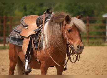 Weitere Ponys/Kleinpferde, Wallach, 8 Jahre, 86 cm, Schecke