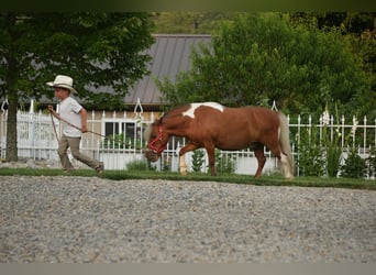 Weitere Ponys/Kleinpferde, Wallach, 8 Jahre, 86 cm, Schecke