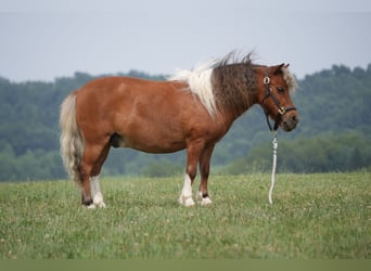 Weitere Ponys/Kleinpferde, Wallach, 8 Jahre, 86 cm, Schecke