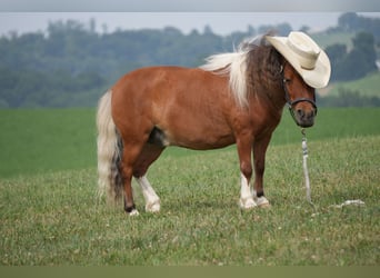 Weitere Ponys/Kleinpferde, Wallach, 8 Jahre, 86 cm, Schecke