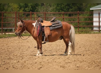 Weitere Ponys/Kleinpferde, Wallach, 8 Jahre, 86 cm, Schecke