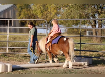 Weitere Ponys/Kleinpferde, Wallach, 8 Jahre, 86 cm, Schecke