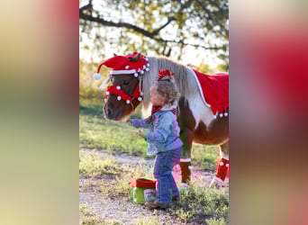 Weitere Ponys/Kleinpferde, Wallach, 8 Jahre, 86 cm, Schecke
