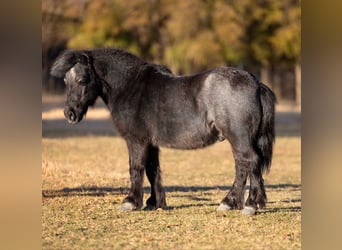 Weitere Ponys/Kleinpferde, Wallach, 8 Jahre, 91 cm, Roan-Blue