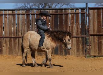 Weitere Ponys/Kleinpferde, Wallach, 8 Jahre, 98 cm, Buckskin