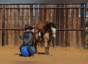 Weitere Ponys/Kleinpferde, Wallach, 8 Jahre, 98 cm, Buckskin