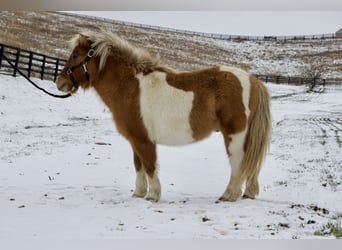 Weitere Ponys/Kleinpferde, Wallach, 8 Jahre, 99 cm, Brauner