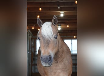 Weitere Ponys/Kleinpferde, Wallach, 8 Jahre, 99 cm, Buckskin