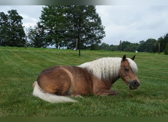 Weitere Ponys/Kleinpferde, Wallach, 8 Jahre, 99 cm, Buckskin