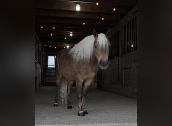 Weitere Ponys/Kleinpferde, Wallach, 8 Jahre, 99 cm, Buckskin