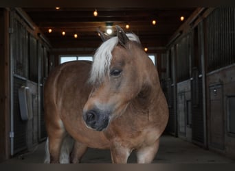 Weitere Ponys/Kleinpferde, Wallach, 8 Jahre, 99 cm, Buckskin