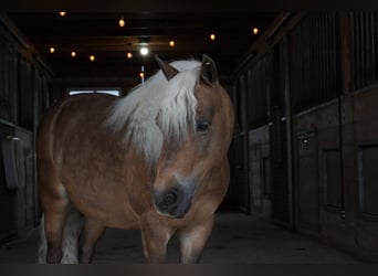 Weitere Ponys/Kleinpferde, Wallach, 8 Jahre, 99 cm, Buckskin